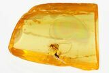 Detailed Fossil Chalcid Wasp and Biting Midge In Baltic Amber #381233-1